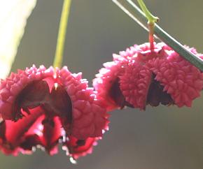 Euonymus americanus